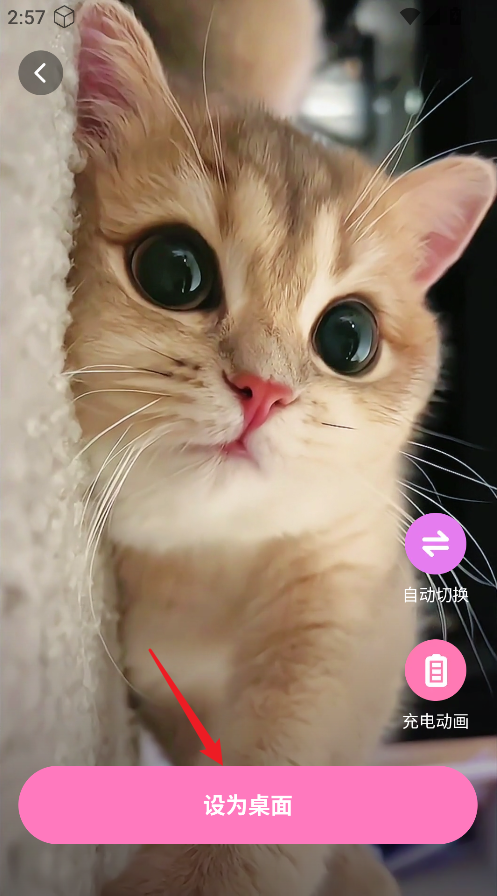 咩咩壁纸 咩咩壁纸
